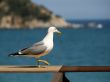 Seagull