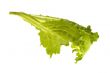 fresh vegetables - green leaf lettuce