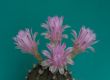 flowering cactus