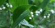 flowers of lily of the valley