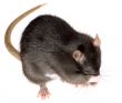 funny rat