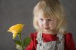 yellow rose