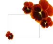 Brown pansies