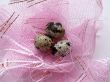 Eggs of a female quail 1