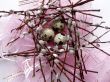 Willow and eggs