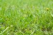Green lawn