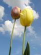 two tulips