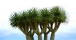 Beautiful trees