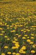 dandelions