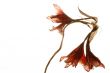Red dried flower on white