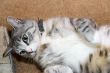 Pet Cat