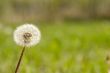 Dandelion Seeds