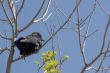 Crow
