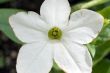 Close-up White Flower