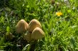 Wild Mushrooms