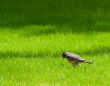 Small Bird