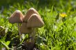 Wild Fungus