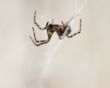 Macro Spider