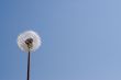 Dandelion Seeds