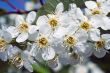White Lilacs