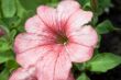 Soft Pink Flower