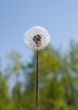 Blowball