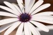 Close-up Daisy