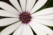 White Daisy