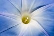 Macro Morning Glory