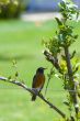 Robin