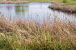 Pond