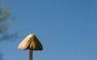 Wild Mushroom