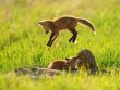 foxes playing