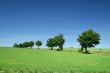 tree line on the edge of meadow