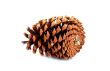 Pine cone