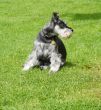 miniature schnauzer