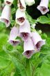 foxglove
