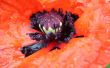 papaver orientale