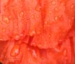 red flower petal background