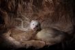 polecat on brown paper