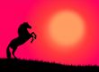 Horse in the sunset