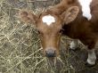 The small cow