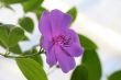 princess flower