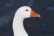 goose