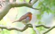 robin