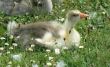 gosling