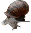 snail