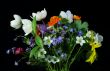 Bouquet of field flowers