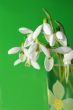 Bouquet of a snowdrops