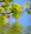 Leaves of a maple